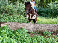 Cheval, Pinto horses — photo 6