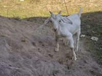Billy Goat, Russian White goat — photo 2