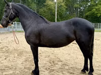 Stute, Friesian — Foto 1