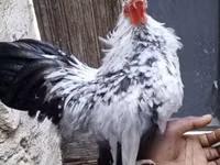 poules Shamo — photo 4