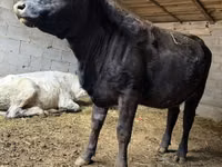 Kuh, Swiss cattle — Foto 2