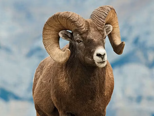 Widder, Gorkov sheep