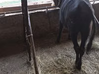 Bull, Cattle — photo 2