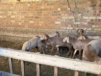 भेड़, Hissar sheep — फ़ोटो 1