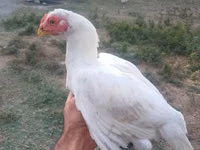 Chickens — الصورة 4