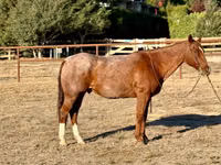 公马, Quarter Horse — 照片 2