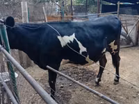 母牛, Holstein breed — 照片 2