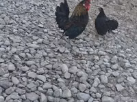 Japanisches Bantam — Foto 1
