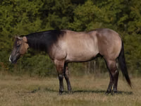 公马, Quarter Horse — 照片 1
