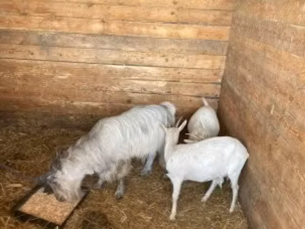 母山羊, Goats