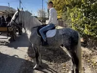 Horse (M), Andalusian horse — photo 1