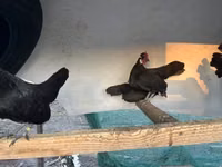 Chickens — photo 2