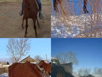 公马, Kustanai horse — 照片 1