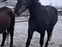 Hengst, Lipizzaner — Foto 3