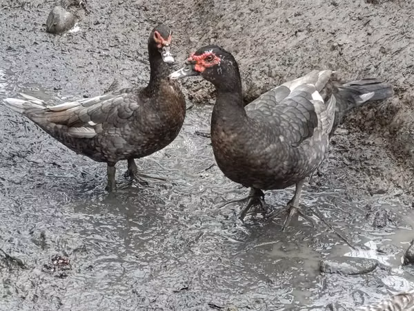 家养麝香鸭