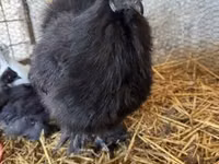 Poule soie — photo 4