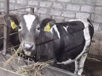 Vache, Race Holstein — photo 1