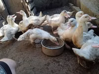 Ducks — फ़ोटो 5