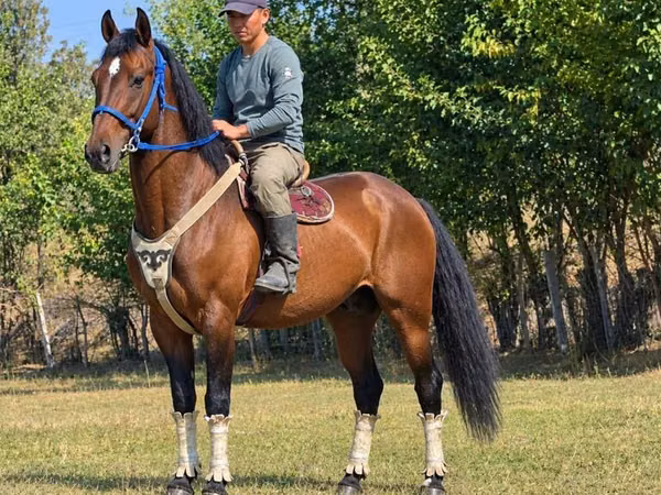 Cheval, Kyrgyz Horse