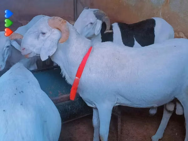 Bélier, Moutons — Sénégal