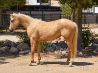 母马, Quarter Horse — 照片 1