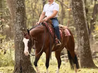 Caballo, Quarter Horse — foto 6