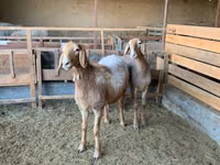 Schaf, Arashan sheep — Foto 3