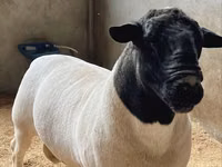 كبش, Dorper sheep — الصورة 1