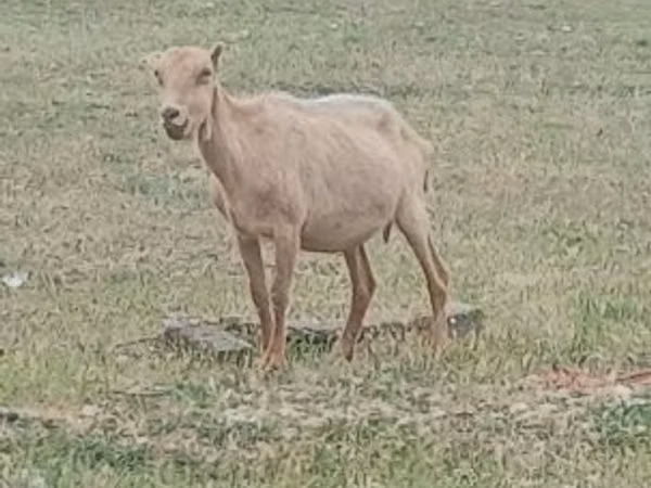 Ziegenbock, Alpine goat