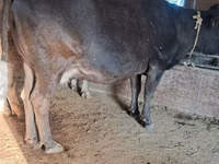 Vache, Bovins — photo 7