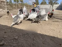 Turkeys — 照片 8