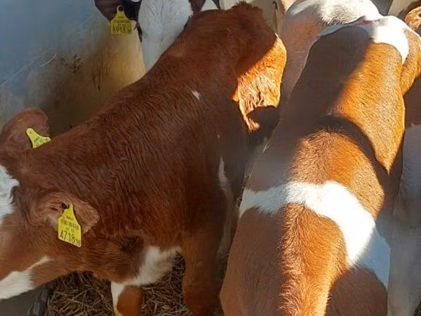 公牛, Simmental cattle