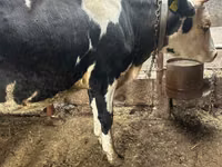 母牛, Russian Black pied cattle — 照片 2