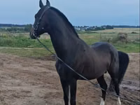 Caballo, Akhal-Teke — foto 3