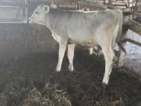 公牛, Swiss cattle — 照片 1