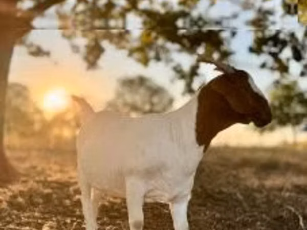 Chèvre, Boer goat