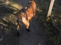 Chèvre, Alpine goat — photo 2