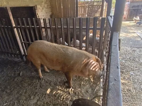 मादा सूअर, 