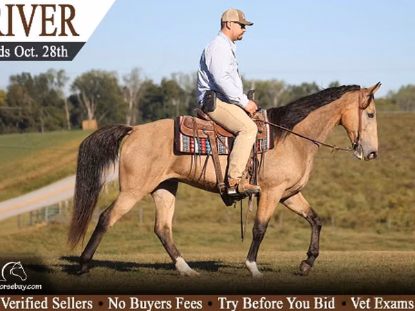 Jument, Tennessee Walking Horse