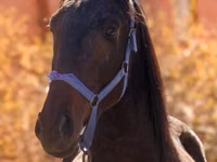 Caballo, Thoroughbred horse — foto 3