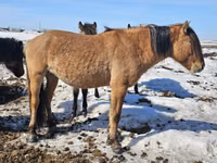 حصان, Mugalzhar horse — الصورة 4