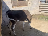 Cow, Cattle — photo 5