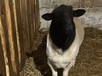 Sheep, Dorper sheep — photo 3