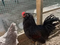 Chickens — Foto 2