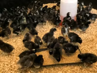 Gallinas Shamo — foto 8