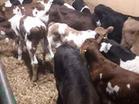 Bulle, Simmental cattle — Foto 2