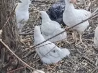Chickens — photo 1
