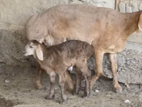 Brebis, Arashan sheep — photo 2