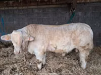 Bulle, Charolais cattle — Foto 3