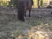 حصان, Australian Pony — الصورة 6